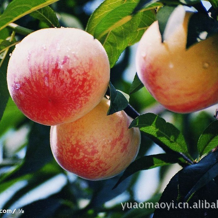 供应水蜜桃香精5KG起售