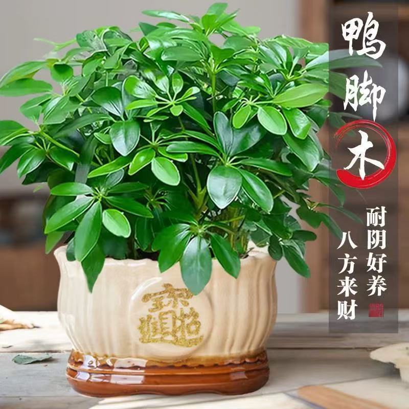 Money Tree with Eight Directions of Wealth, Pachira Aquatica Potted Plant, Indoor and Outdoor Desktop Green Plant, Seven-Leaf Lotus, Fresh Air Purifier