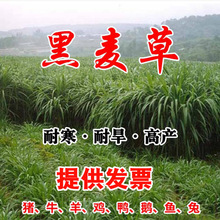 黑麦草种籽子种四季多年生耐寒牧草种子畜牧养殖草种鸡鸭牛羊鱼草