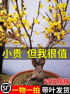�޽��D÷�������Ԏ��������ɻ��҃�ͥԺ�Gֲ�����ļ��_�����l