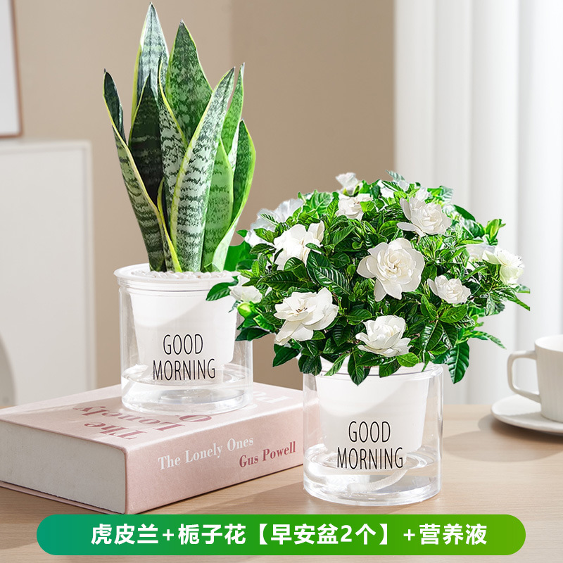 호랑이 난초 + 치자나무 [굿모닝 냄비 2개] + 영양액