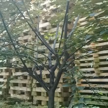 四川贵州重庆美人梅5公分美人梅6公分美人梅8公分美人梅10公分