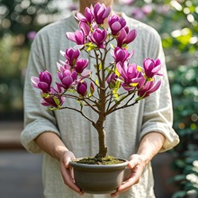 矮化玉兰花树苗带花苞紫玉兰盆栽南北方种植庭院四季花卉耐寒植物