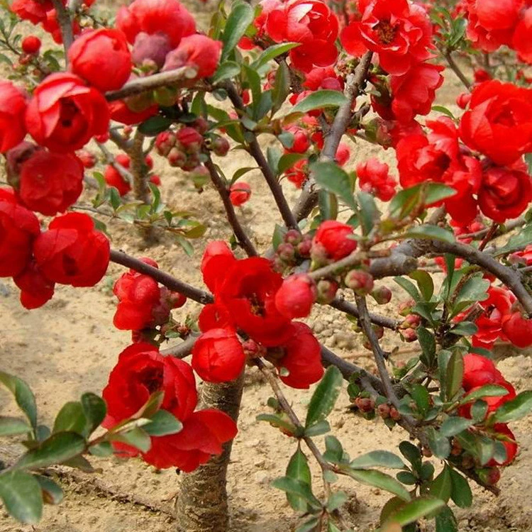 Оптовая продажа Бегония цветочный горшок бонсай Бегония паста стебель Бегония плетение Бегония Сифу Бегония