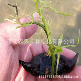Old Water Chestnut Seed Seedlings Pond Aquatic Plants Water Chestnut Seedlings Planting Green Water Chestnut Seeds Four-Season Vegetables Red Water Chestnut Seedlings