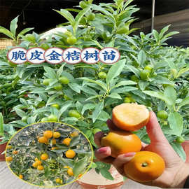 金桔树盆栽可食用带果脆皮四季橘子树苗客厅室内外驱蚊花卉绿植物