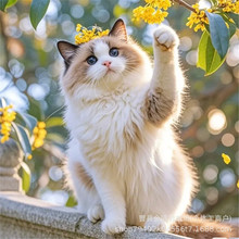 �Lë��ż��؈����؈���w���N����Ȯ��Ȯ���wѩ�{����ܼs������Ȯ