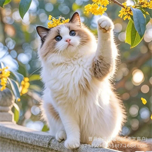 �Lë��ż��؈����؈���w���N����Ȯ��Ȯ���wѩ�{����ܼs������Ȯ