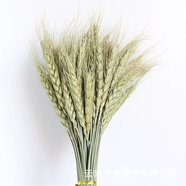 50 primary colors of wheat