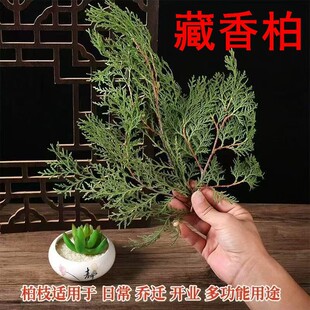 �������ز����֦�~��լ�Bˮ���B��������՚⹩�����֦���r��ժ
