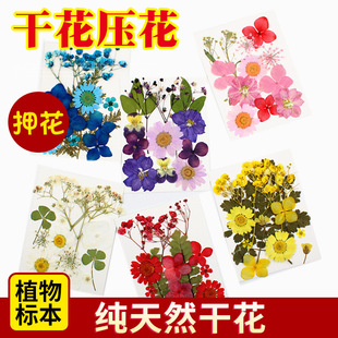 Plant Specimen Flower Real Leaf Embossing Combination Bag Real Flower Sticker Petal Makeup Bookmark Dried Flower Material Bag