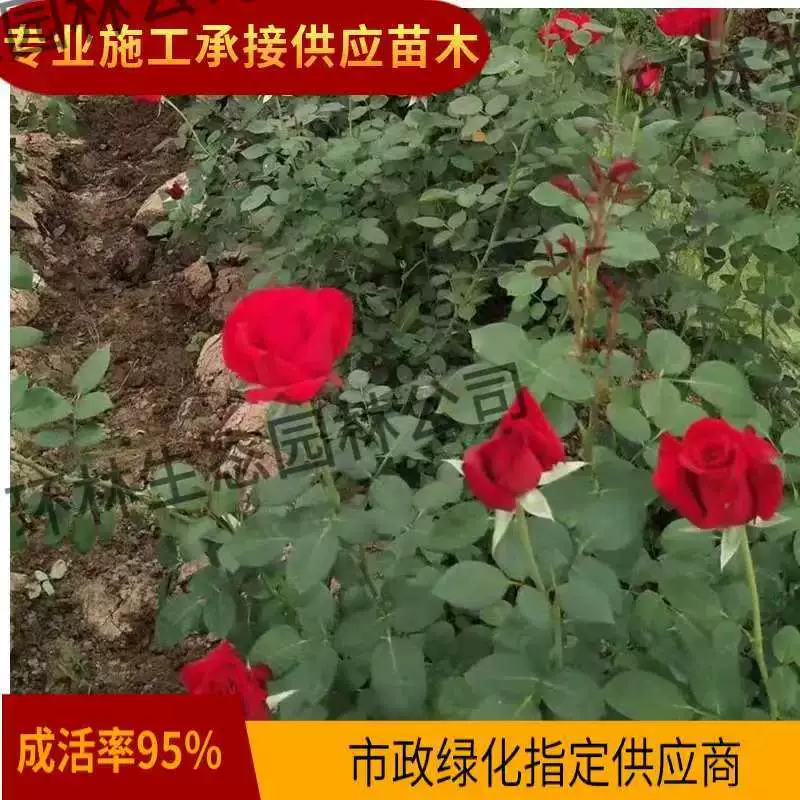 Сорта роз: Флорибунда, Ред Хэт, Кустовая роза, Розы из старых корней, Различные характеристики, Прямые поставки с питомника для проектов по озеленению.