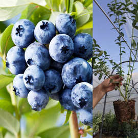 陕西蓝莓果树苗木批发采购价格图片嫁接优质兔眼蓝莓果苗