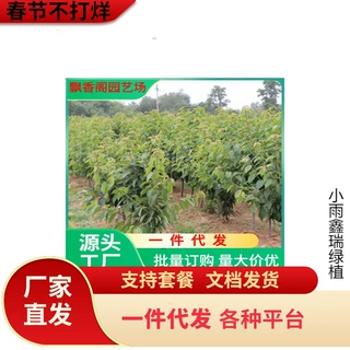 车厘子大樱桃树苗别墅庭院地载盆栽大樱桃当年结果耐寒南北方种植