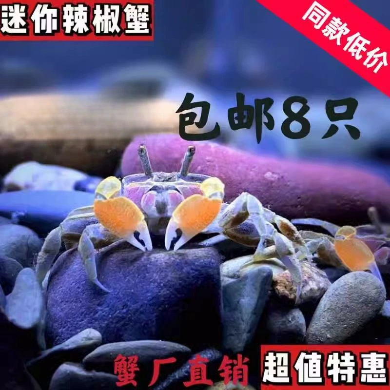Мини-краб, краб-чили, аквариум для домашних животных, декоративный краб, резервуар для пресноводной живой травы, разведение небольших крабов в глубоких водах, краб для удаления водорослей