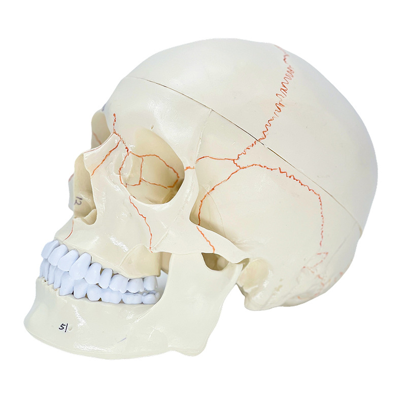 ��ѧ����1:1��Ȼ��ͷ­�Ǳ걾���ֱ�ʶ���ʷ������ñ�׼ͷ��ģ��