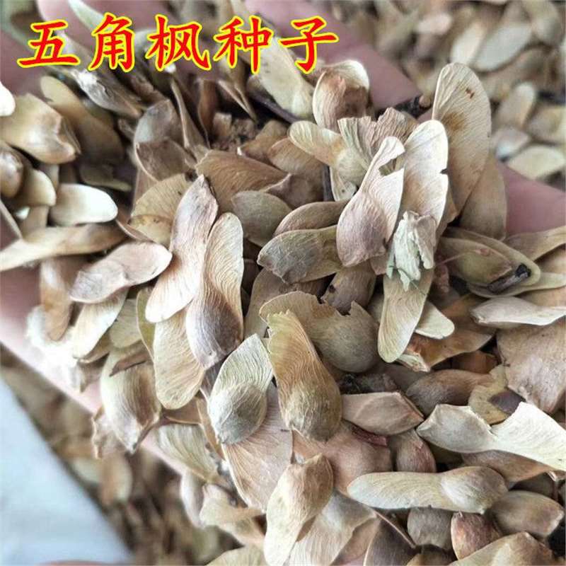 新采五角枫种子五角枫树籽绿化苗木树种子宝枫种子宝枫树种子