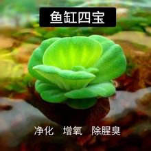 鱼缸水草植物养鱼水培鱼草真草净化水懒人绿植造景摆件增氧泵清新