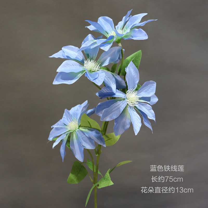 Clematis azul