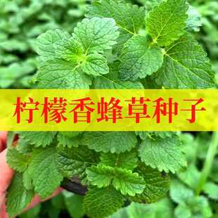 ���羳��؛���������ݷN����仨���ʱ������ֲ�������۷仨��