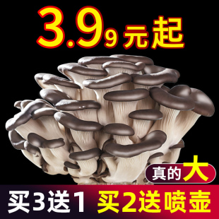 Mushroom Strains, Oyster Mushrooms, Shiitake Mushrooms, Mushroom Bags, Sticks, Potted Edible Fungi, Home Mushroom Planting Bags, Fun Balcony