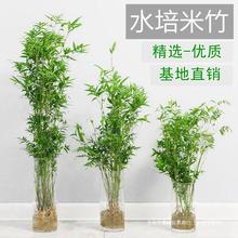 水培植物米竹室内盆栽富贵竹南天竹盆景绿植小叶百合竹子花卉好养