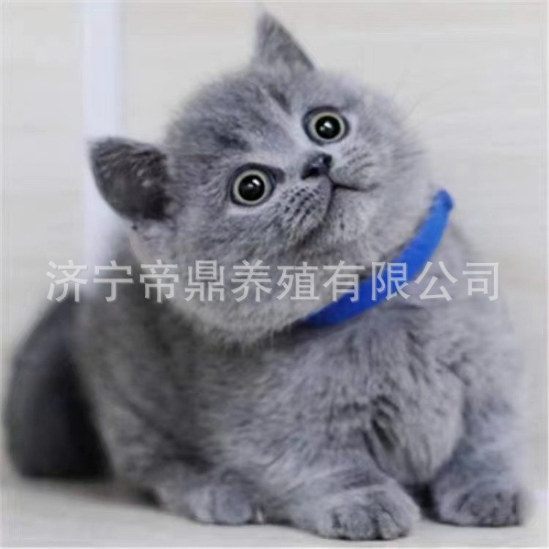 猫咪活体蓝猫幼猫活体银渐层猫幼猫美短虎斑猫幼猫孟加拉豹猫活体