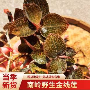 �ώXҰ����ɏ�I�B�S����Ȼ���L��ɏ�����ݲ���Ȼ�����ɏ