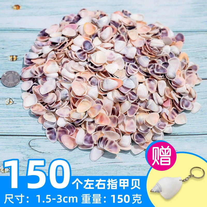 Organic aquarium with shells, aquarium decor, sample handmade