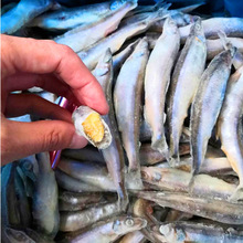 整箱冷冻多春鱼母体带籽自助餐食材代发团购海鲜食材供应链