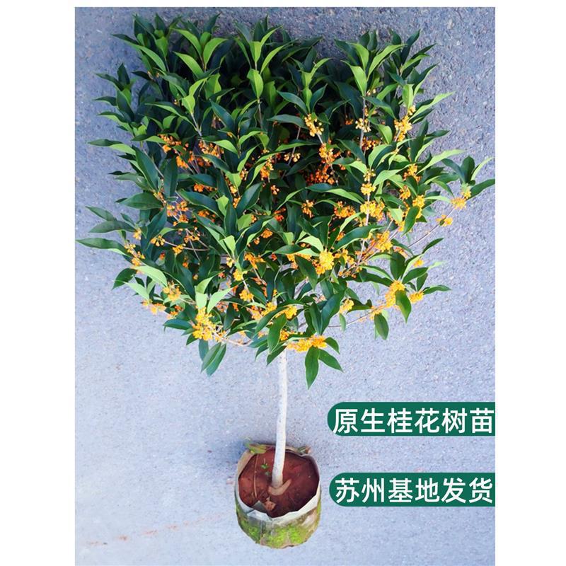 桂花树苗四季桂大型原生地栽大型丹桂实生金桂盆景老桩庭院带花苞