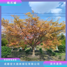 乔木;灌木;景观工程项目