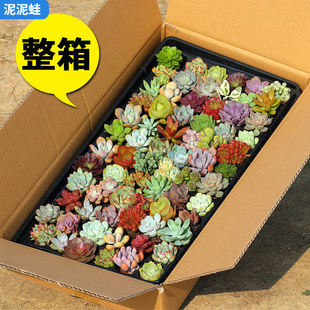 Succulent Plants New Model Full Box Rare Varieties Premium Combination Potted Succulent Plants Micro Landscape Beginner Set