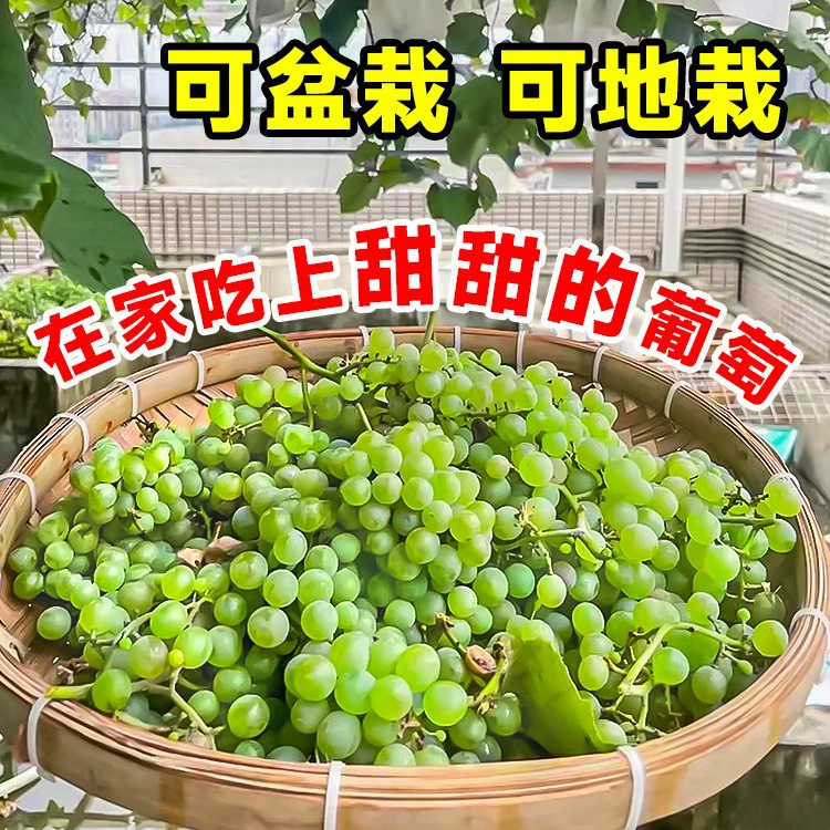 Очень большие без씨 Sunshine Rose виноградные саженцы, горшечные растения Kyoho для посадки в северных и южных регионах, морозостойкие саженцы плодов вьющихся виноградных растений.