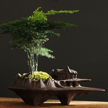 文竹盆栽植物室内办公室绿植花卉盆栽盆景四季常青小盆栽一件批发