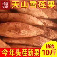 Kích thước trái lớn quả sen tuyết_2026 mới hái và đào_1688 bộ bách khoa toàn thư của người mua