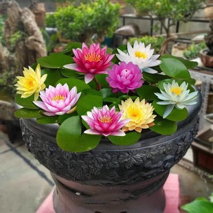 Large Water Lily for Ponds, Fish Tank Water Lily Root Block with Buds, Potted Hydroponic Flower Plant, Small Water Lily Seedlings for Courtyard