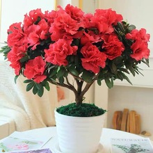 杜鹃花盆栽老桩大苗带花苞室内外四季开花好养活耐寒年宵绿植花卉