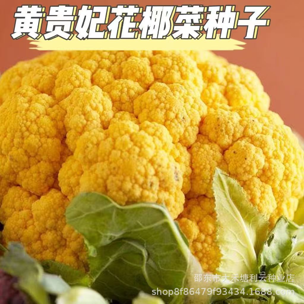 黄贵妃花椰菜种子 有机花菜种籽绿黄紫花菜种耐寒蔬菜种孑农家