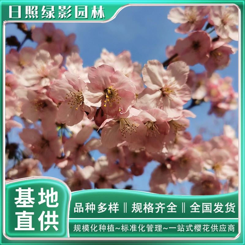 Саншайн саженец вишневого дерева база 11 см Саншайн саженец вишневого дерева сколько стоит зеленый теневой сад