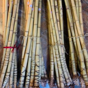 Arhat Bamboo Turtle Shell Bamboo Fishing Rod Fan Bone Handle Piece Material Brush Rod Pot Pen 260 Diameter 3 to 5 Hot Sale