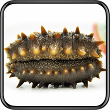 【一件代发】大连即食海参源头工厂冷冻海鲜食劲道辽刺参500g