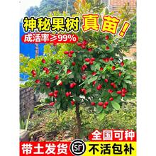 神秘果果树云南神秘果鲜果变味果树果苗四季阳台庭院带土盆栽地栽