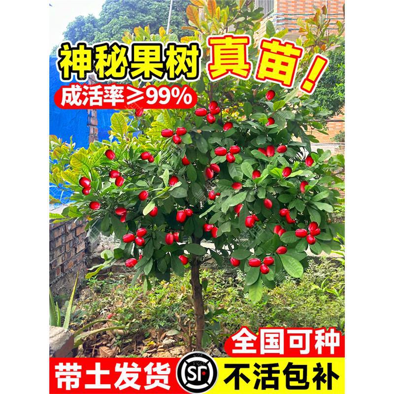神秘果果树云南神秘果鲜果变味果树果苗四季阳台庭院带土盆栽地栽