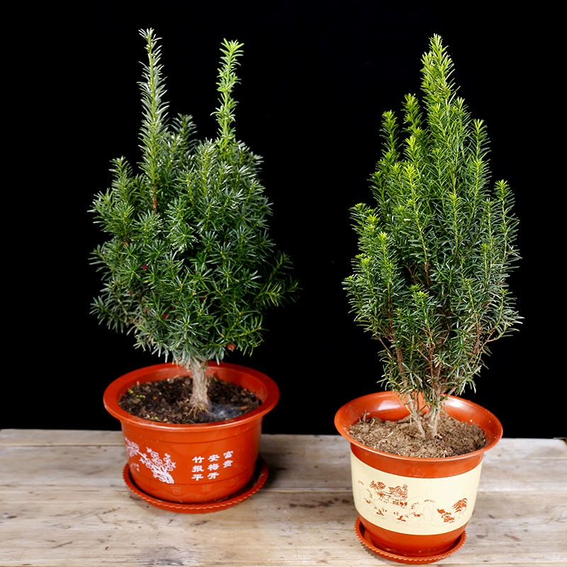 Саженцы тиса в южной мандиа