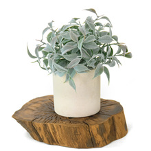 ��Ʒ����С�辰20cmֲëС�~�����z��DIY��Gֲ��������b�ֲ��