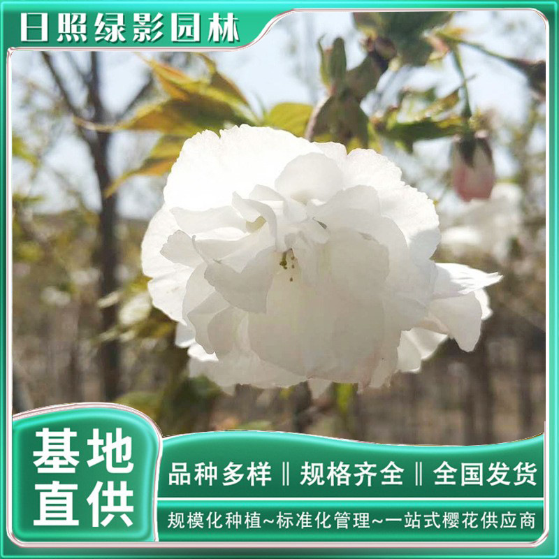 12045810814_1004685042 副本.jpg