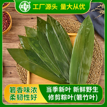 真空保鮮 粽子葉粽葉 冷凍竹葉 箬葉 食材裝點拼盤  竹葉廠家直供