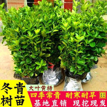 四季常青耐寒绿篱树苗围墙篱笆植物大叶北海道冬青黄杨苗不落叶