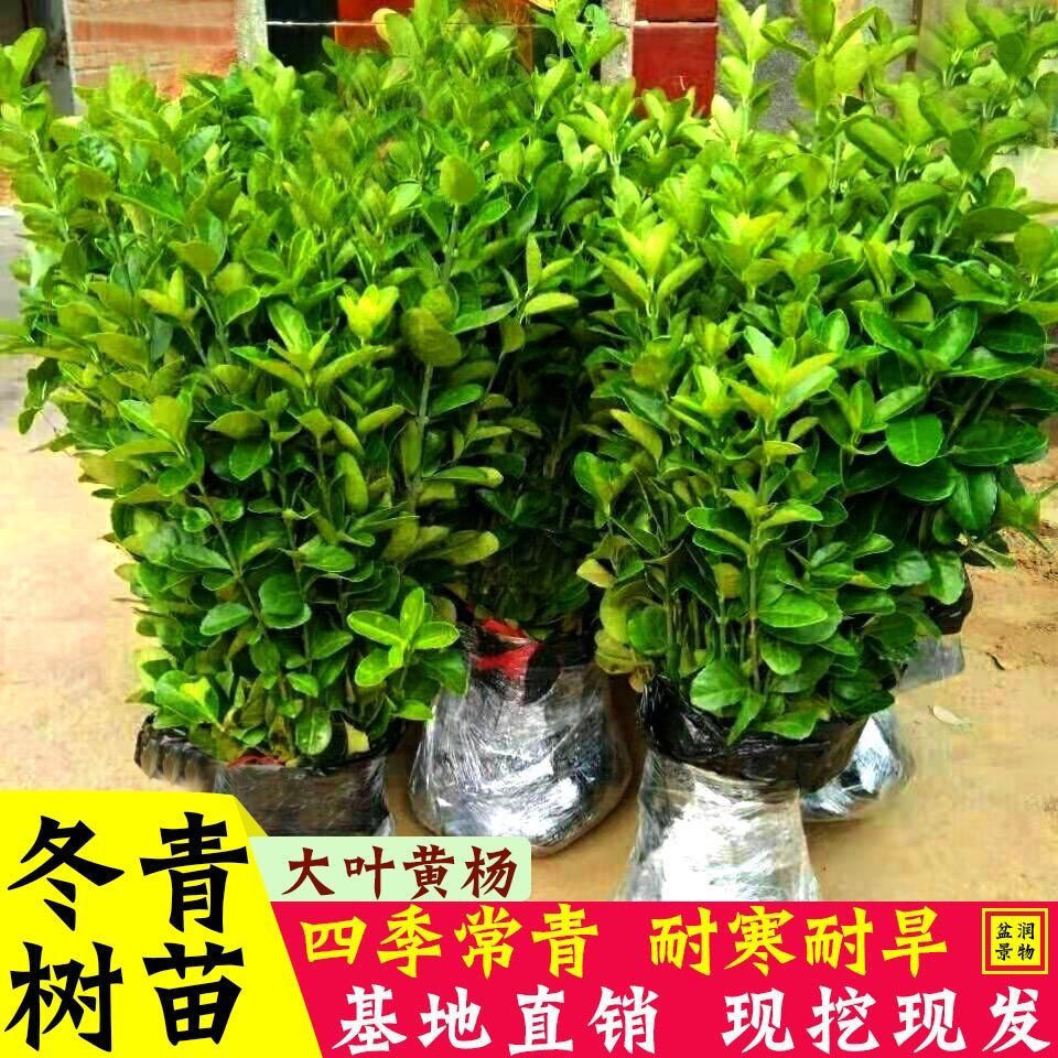 四季常青耐寒绿篱树苗围墙篱笆植物大叶北海道冬青黄杨苗不落叶